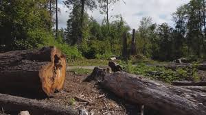 Best Emergency Tree Removal  in Hamilton, GA