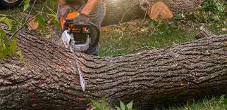 Best Fruit Tree Pruning  in Hamilton, GA