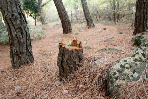 Best Emergency Tree Removal  in Hamilton, GA