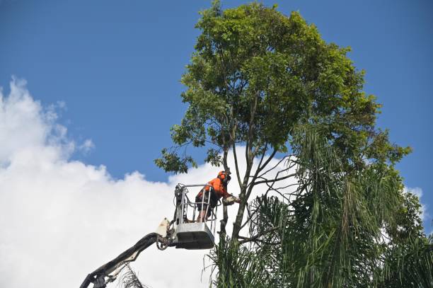 Reliable Hamilton, GA Tree Care Solutions