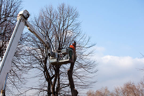 Best Seasonal Cleanup (Spring/Fall)  in Hamilton, GA