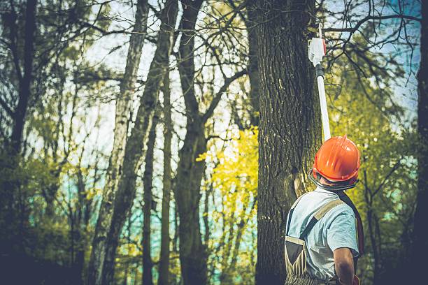 Best Hazardous Tree Removal  in Hamilton, GA